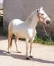 Castrone Camargue In vendita 2023 Grigio ,  Reine des Fa&iuml;sses