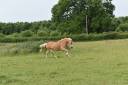 Cavalla Haflinger In vendita 2012 Sauro ,  liz Alcantara