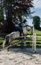 Castrone PFS Pony Francese da Sella In vendita 2016 Grigio ,  Golden hero 2