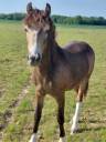 Castrone New Forest In vendita 2025 Isabella ,  Sulaatik's Versage NF