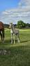 Intero Haflinger In vendita 2026 Sauro ,  AUTAN