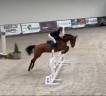 Cavalla BWP Cavallo da Sangue Belgio In vendita 2020 Baio