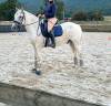 Sella da dressage Thorowgood   17.5" - 2023