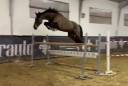 Castrone, 7 anni, BWP