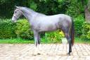Intero Sella Francese In vendita 2024 Grigio ,  Rahotep de Toscane