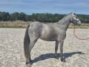 Puledra Welsh Part Bred In vendita 2024 Grigio