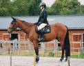 Castrone Trottatore Francese In vendita 2020 Baio ,  Timoko
