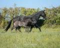 Fattrice Lusitano In vendita 2017 Nero ,  URUBU II