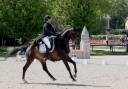 Castrone KWPN Cavallo da Sport Neerlandese In vendita 2012 Baio scuro