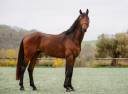Cavalla Cavallo da Sella In vendita 2020 Grigio ,  D&rsquo;imbroglio cvf