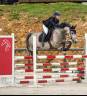 Cavalla PFS Pony Francese da Sella In vendita 2019 Baio ,  Carlson