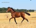Puledra Welsh Poney (Sezione B) In vendita 2026 Baio