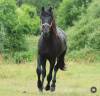 Intero Sella Francese In vendita 2022 Nero ,  FIDJY OF COLORS (BEL)