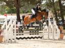 Castrone PFS Pony Francese da Sella In vendita 2015 Baio ,  QUABAR DES MONCEAUX