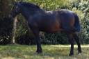 Castrone Origine Non Constatata In vendita 2013 Baio