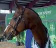 Puledra PFS Pony Francese da Sella Da affidare 2026 Sauro ,  DOUBLE PLEASURE
