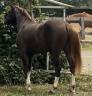 Puledra PFS Pony Francese da Sella Da affidare 2023 Sauro brul&eacute; ,  hwen d&rsquo;o