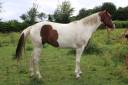 Puledra Paint Horse In vendita 2020 Tobiano
