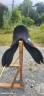Sella da dressage Wintec  14.5" - 2024