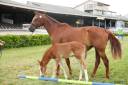 Fattrice KWPN Cavallo da Sport Neerlandese In vendita 2014 Sauro
