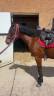 Sella mista Forestier  17.5" - 2025