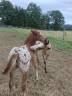 Puledro Appaloosa In vendita 2026 Appaloosa ,  Makee Cream Illusion