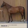 Cavalla Purosangue In vendita 2022 Baio ,  RULER OF THE WORLD (IRE)