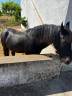 VENDO MURGESE CASTRONE 