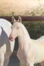 Puledra Lusitano In vendita 2026 Cremello ,  Rei Du Parc