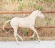 Puledro Lusitano In vendita 2026 Perlino ,  Rei Du Parc