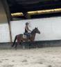 Castrone New Forest In vendita 2023 Baio