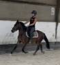 Castrone New Forest In vendita 2023 Baio