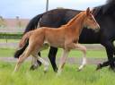 Cavalla KWPN Cavallo da Sport Neerlandese In vendita 2026 Sauro ,  Royal Dynamic