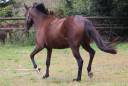 Fattrice Trottatore Francese In vendita 2018 Baio