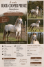 Stallone Appaloosa In vendita 2014 Altro colore