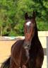 Castrone KWPN Cavallo da Sport Neerlandese In vendita 2018 Baio scuro