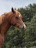 Cavalla Welsh Part Bred In vendita 2021 Sauro