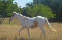 Cavalla Paint Horse In vendita 2024 Tobiano ,  MHW Milky Steadysugar