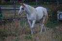 Cavalla Paint Horse In vendita 2024 Tobiano ,  MHW Milky Steadysugar