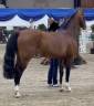 Puledra PFS Pony Francese da Sella In vendita 2026 Crine lavato ,  DOUBLE PLEASURE