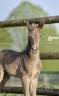 Puledro KWPN Cavallo da Sport Neerlandese In vendita 2026 Altro colore