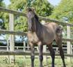 Puledro KWPN Cavallo da Sport Neerlandese In vendita 2026 Grullo