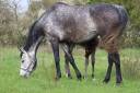Fattrice Anglo-Arabo In vendita 2018 Grigio ,  FUSAIN DU DEFEY
