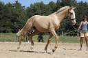 Intero Lusitano In vendita 2024 Baio scuro
