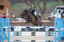Castrone PFS Pony Francese da Sella In vendita 2015 Baio