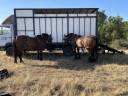 Camion per Cavalli Mercedes 1114 1987 Occasione