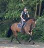 Cavalla KWPN Cavallo da Sport Neerlandese In vendita 2014 Baio