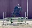 Cavalla BWP Cavallo da Sangue Belgio In vendita 2018 Baio