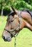 Cavalla Trottatore Francese In vendita 2018 Baio scuro