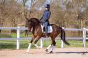 Castrone Cavallo da Sport Germano In vendita 2020 Baio